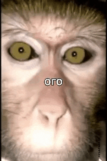 a close up of a monkey 's face with green eyes and the word oro written on it .
