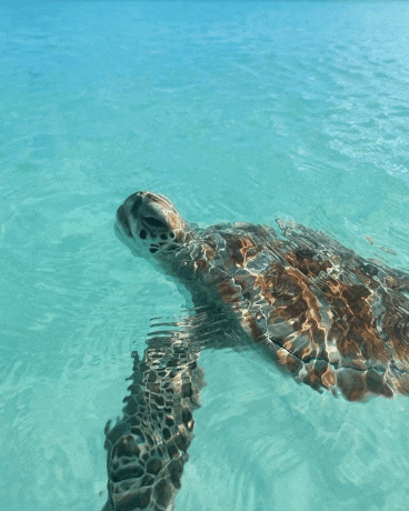 a sea turtle is swimming in the ocean and looking at the camera