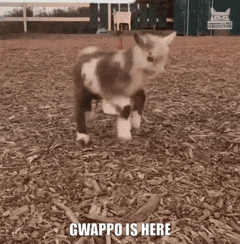 a brown and white goat is standing in a pile of wood chips with the caption gwappo is here
