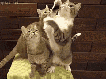 a group of cats are standing on top of a stool .