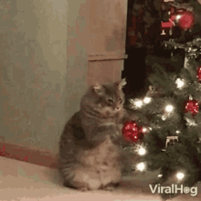 a cat is sitting in front of a christmas tree with decorations .