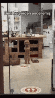 a dog is standing on its hind legs in a room with a sign that says " beni heryerden engellemis "