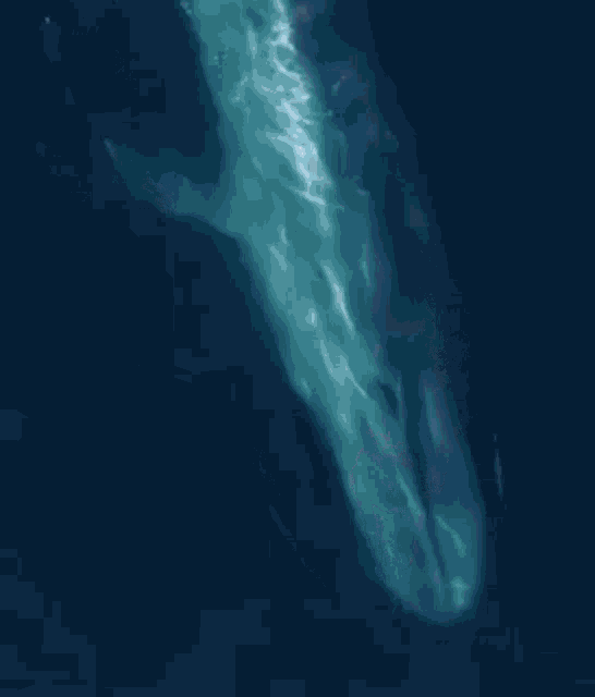 Whale Swimming GIF - Whale Swimming Whale Swims GIFs