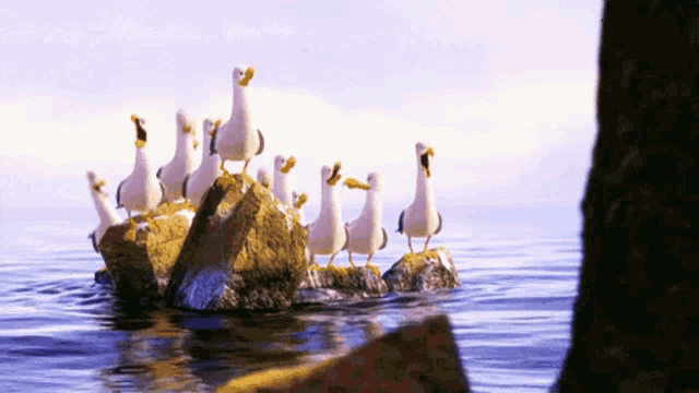 a flock of seagulls standing on rocks in the ocean