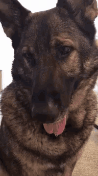 a close up of a german shepherd 's face with its tongue hanging out