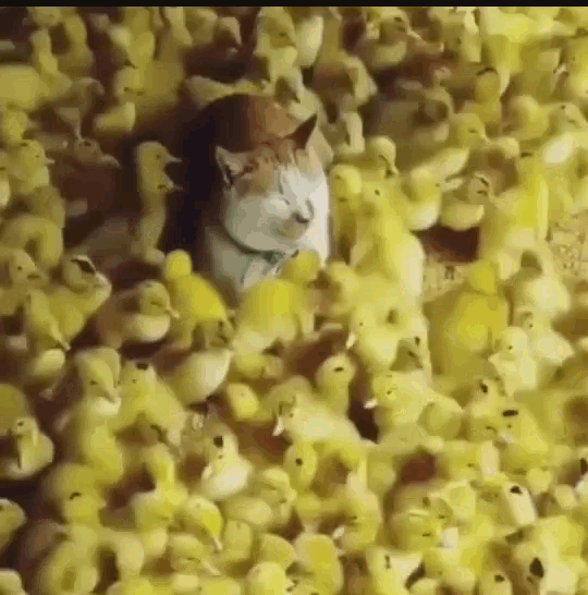 Tempted Cats GIF - Tempted Cats Chicks GIFs