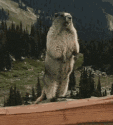 a ground squirrel standing on its hind legs with the words harley on the bottom right