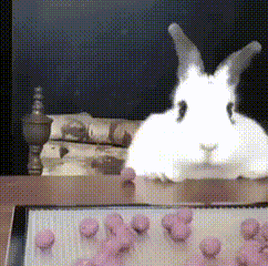 Yisha Rabbit GIF - Yisha Rabbit Bunny GIFs