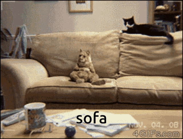 Sofa Cat Dance GIF - Sofa Cat Dance GIFs