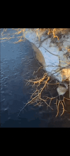 a tree branch is sticking out of a body of water .