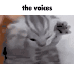 Thevoicescat GIF - Thevoicescat GIFs