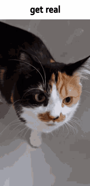 a calico cat looking up at the camera with the caption get real