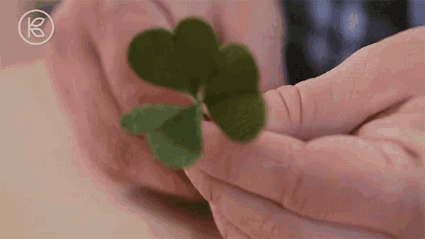 a person is holding a clover in their hands .