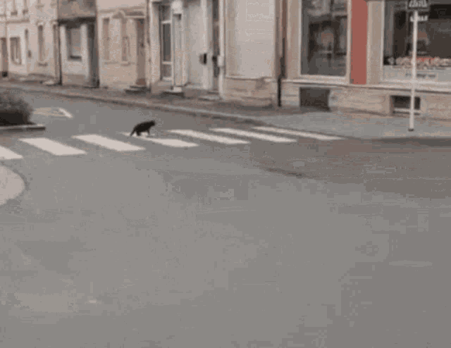 Rat Cat GIF - Rat Cat Scared GIFs