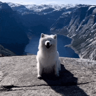 a white dog is sitting on a rock in front of a mountain