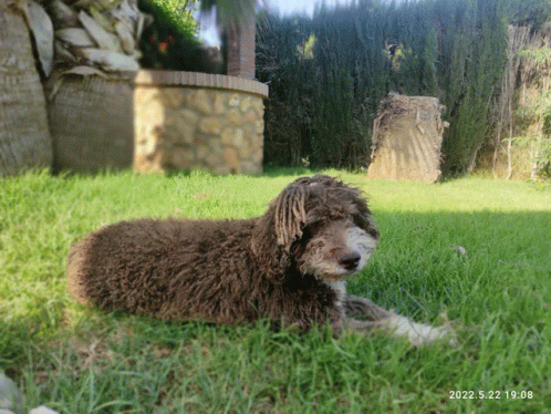 Perro De Agua Dog GIF - Perro De Agua Dog GIFs