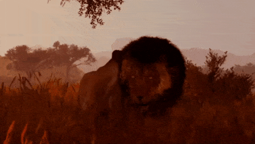 a lion is standing in a field of tall grass