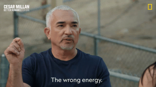 The Wrong Energy Energy GIF - The Wrong Energy Energy Cesar Milan GIFs