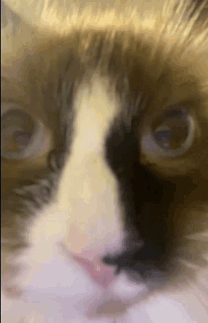 a close up of a cat 's face with a white nose
