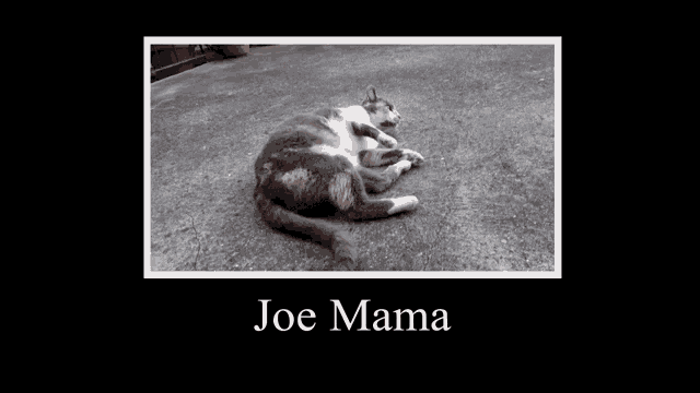 a picture of a cat laying on its back with the caption joe mama