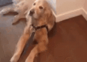 a dog is laying on its back on a wooden floor in a room .