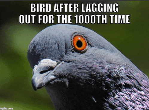 a picture of a pigeon with the caption bird after lagging out for the 100th time