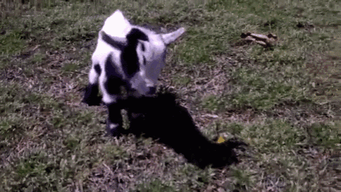 No One Saw That GIF - Goat Kid Fall GIFs