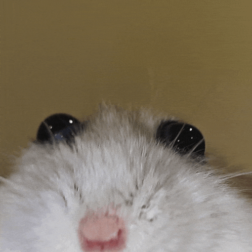 a close up of a hamster 's face with its eyes closed