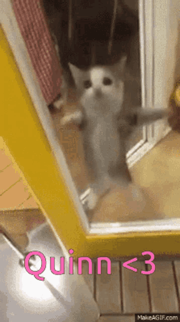 a kitten is standing in front of a mirror with quinn < 3 written on the bottom