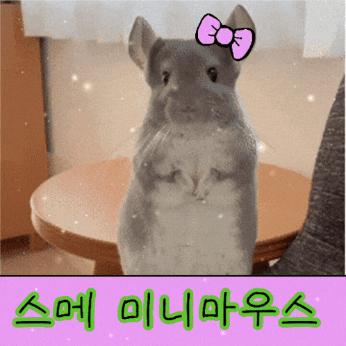 a picture of a chinchilla with a pink bow on it