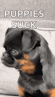 a pug puppy is sitting on a couch with the words `` puppies suck '' written on the bottom .