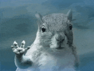 a squirrel is waving its paw at the camera while standing in front of a glass window .