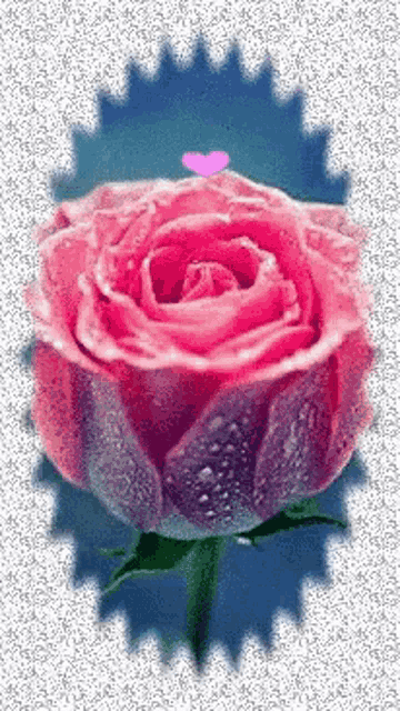 a close up of a pink rose with a pink heart in the background