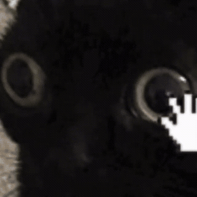 a close up of a black cat 's face with a hand pointing to it