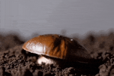 a mushroom is growing out of the ground with water drops on it .