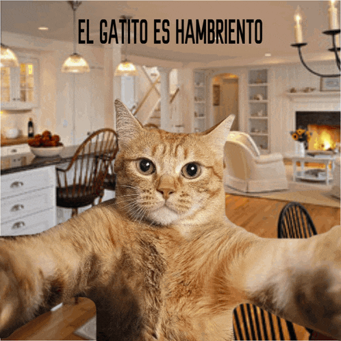 a cat taking a selfie in front of a sign that says el gatito es hambriento
