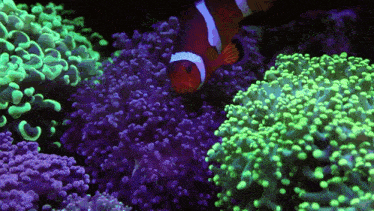 Clownfish Euphyllia GIF - Clownfish Euphyllia Coral GIFs