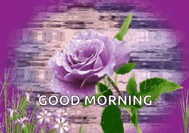 a purple rose on a purple background with the words `` good morning ''