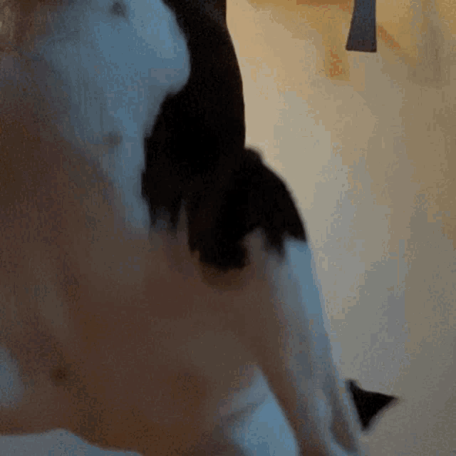 a close up of a black and white dog 's tail
