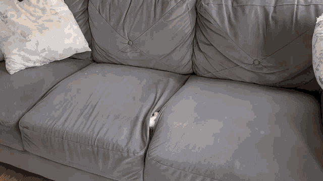 Cat Hides Amidst Sofa Cushions GIF - Cat Hides Amidst Sofa Cushions GIFs