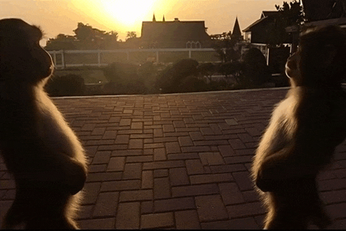 a couple of monkeys standing on a brick walkway looking at the sunset