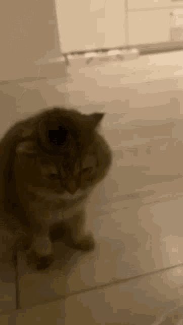a cat is sitting on a tiled floor in a kitchen .