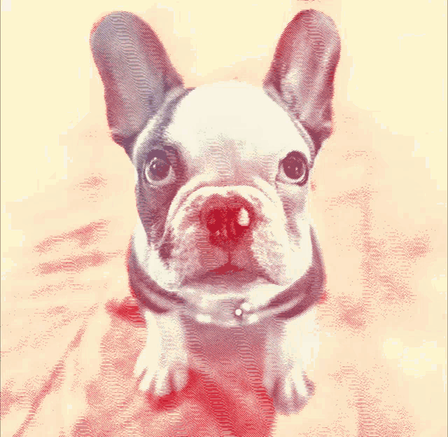 a french bulldog puppy is sitting on a pink surface