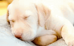 Sleepy Dog GIF - Sleepy Dog GIFs