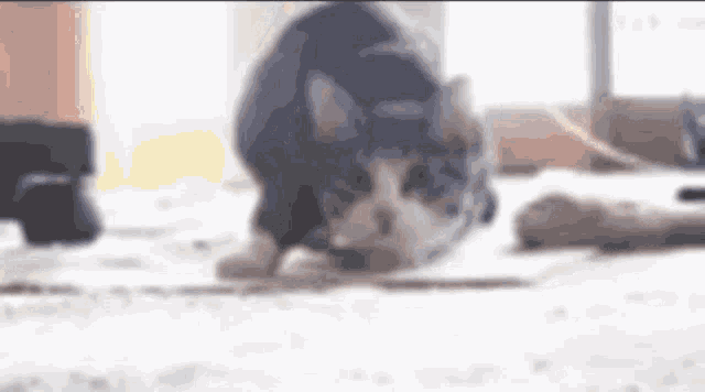 a cat is playing with a piece of paper on a table .