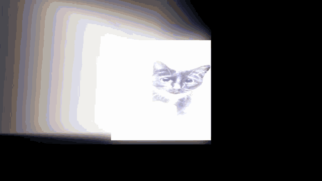 a black and white cat is looking at the camera with a white background