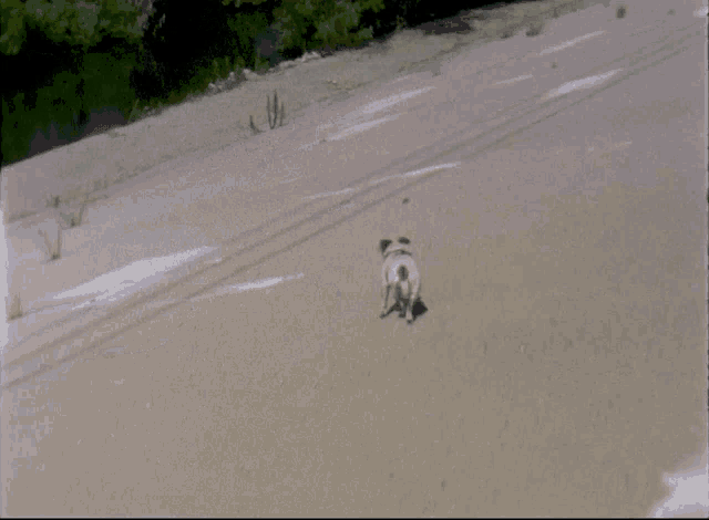 a blurred image of a dog walking down a sandy road