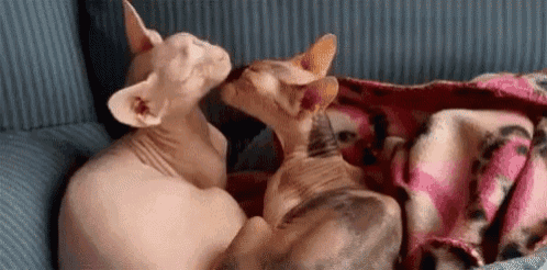 two hairless cats are laying on a couch and looking at each other .