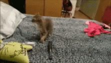 Cat Scared GIF - Cat Scared Cats GIFs