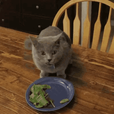 Cat Hiding GIF - Cat Hiding Hes Coming GIFs
